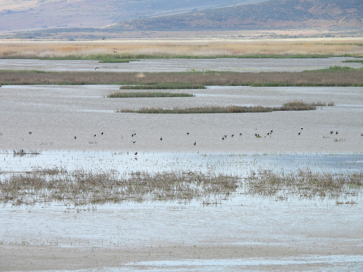 Pluvier argenté - ML644437478