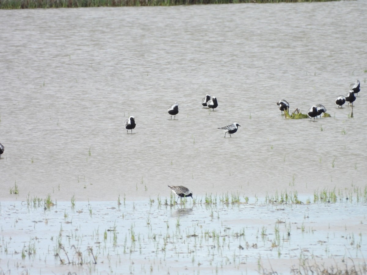 Pluvier argenté - ML644437480