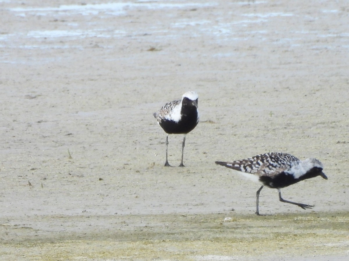 Pluvier argenté - ML644437482