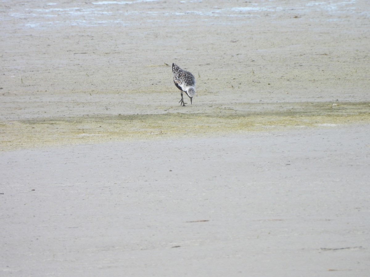 Pluvier argenté - ML644437492