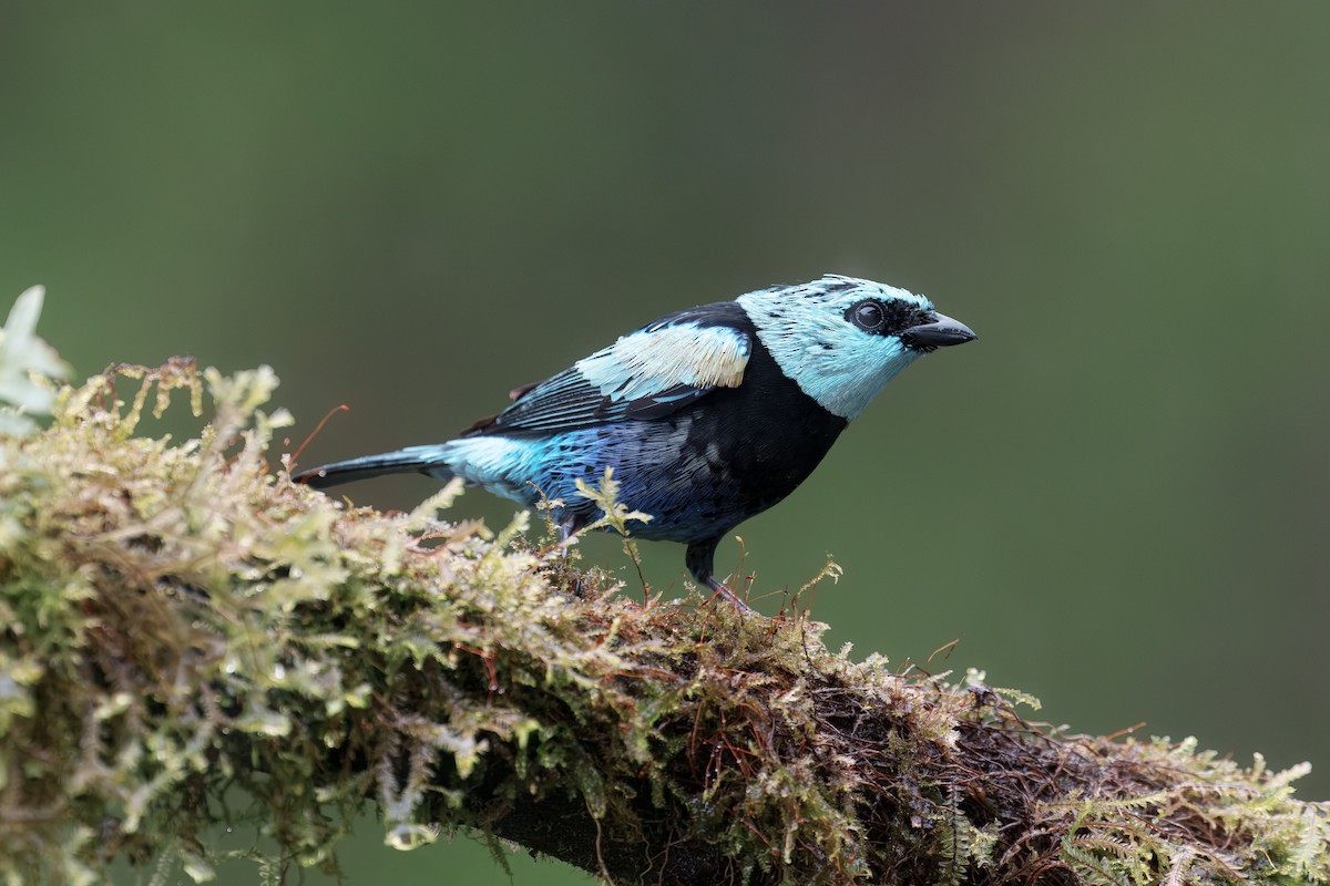 Blue-necked Tanager - ML644437504