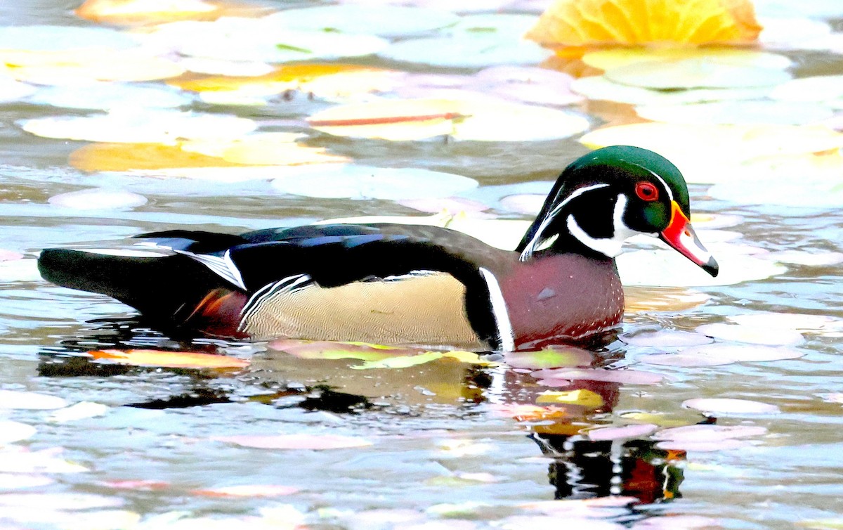 מנדרין אמריקני - ML644437512