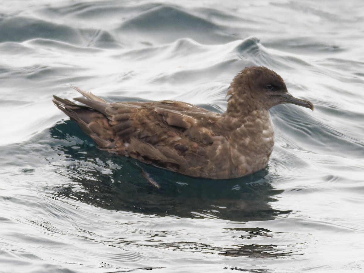 grålire - ML644437513