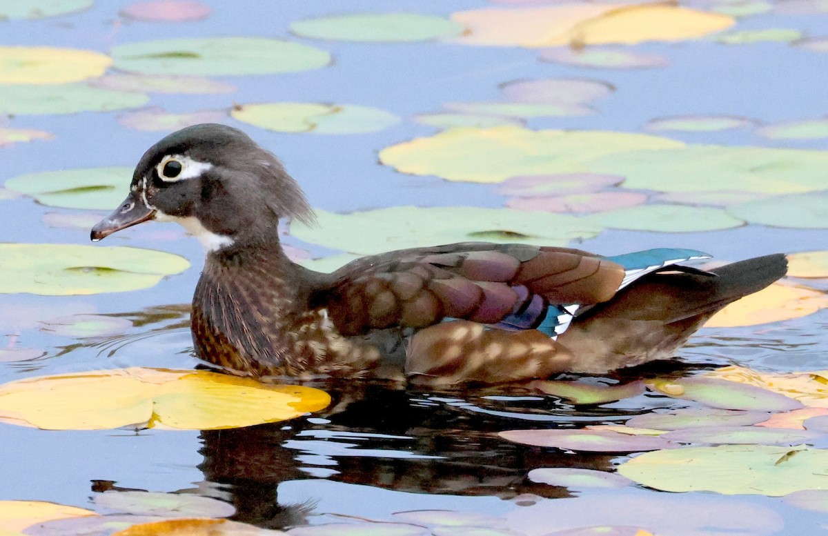 מנדרין אמריקני - ML644437522