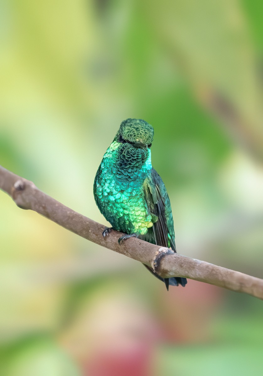 Western Emerald - ML644437525