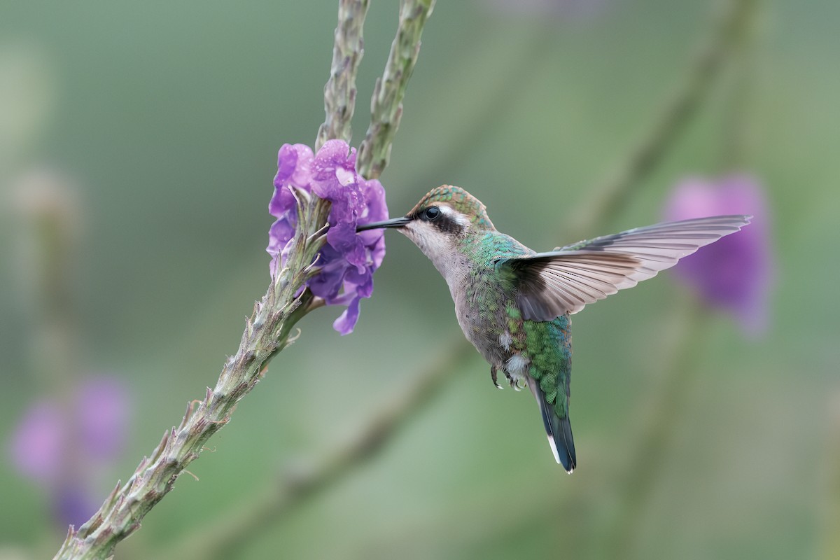 Western Emerald - ML644437535