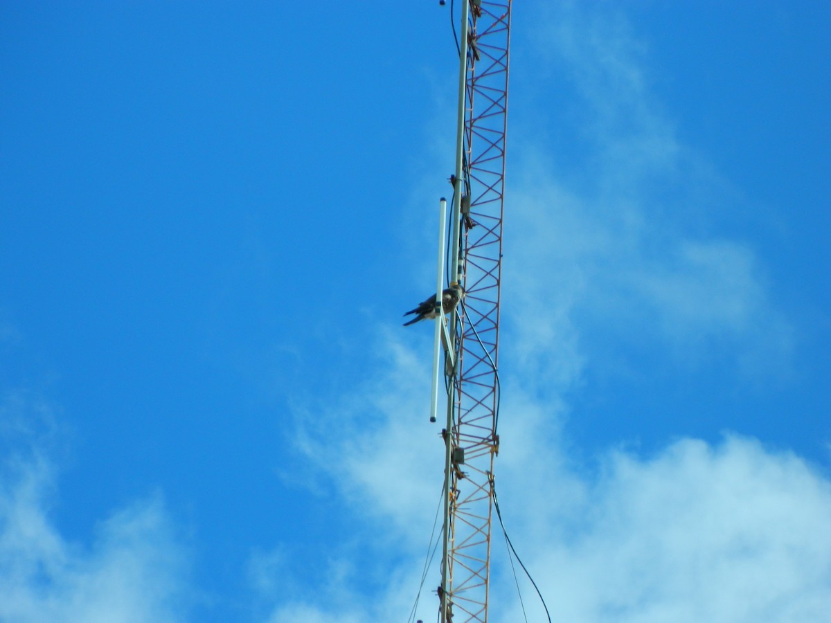 sokol stěhovavý - ML644437540