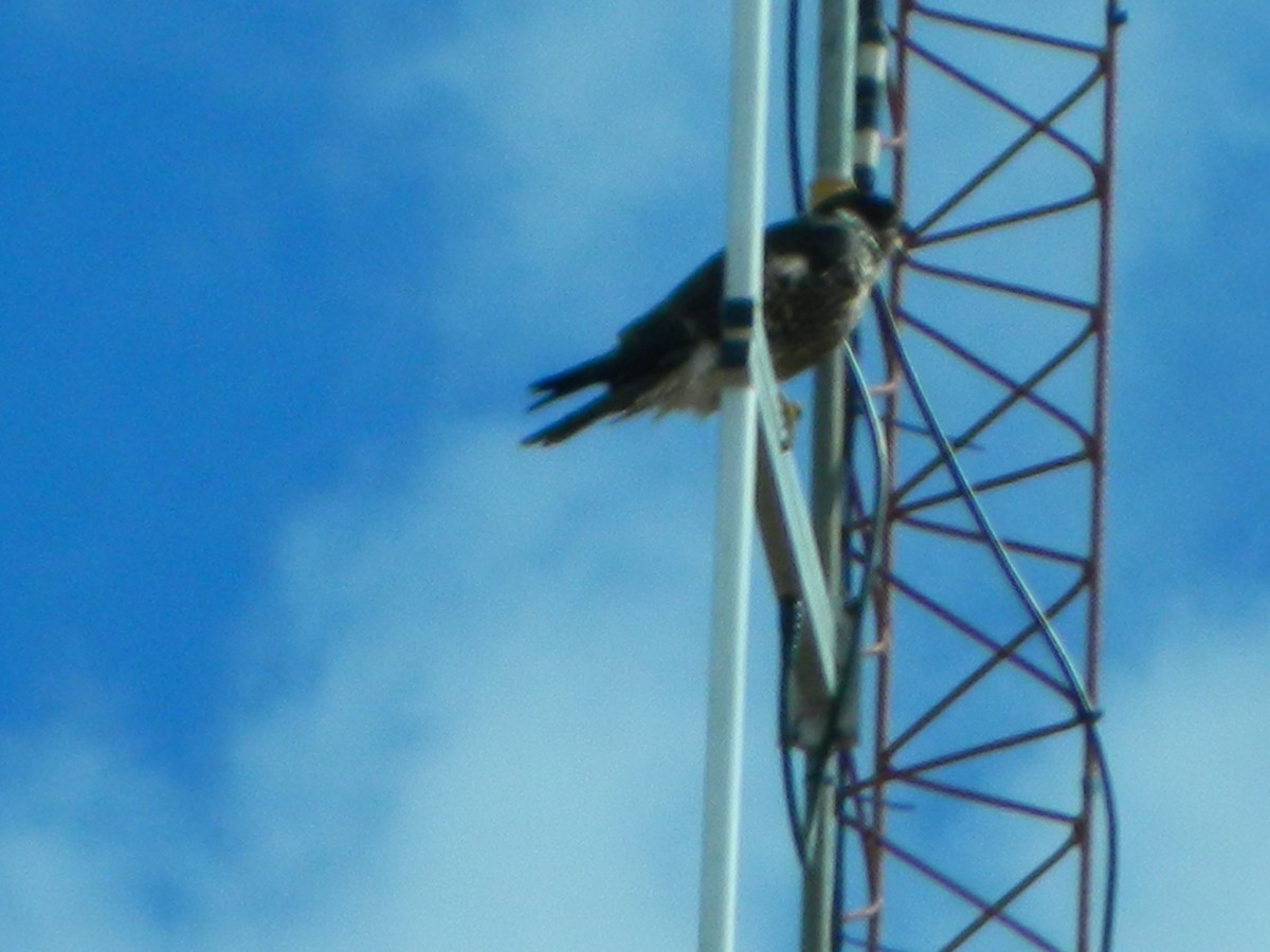 sokol stěhovavý - ML644437547