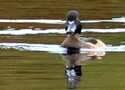 צולל צווארון - ML644437549