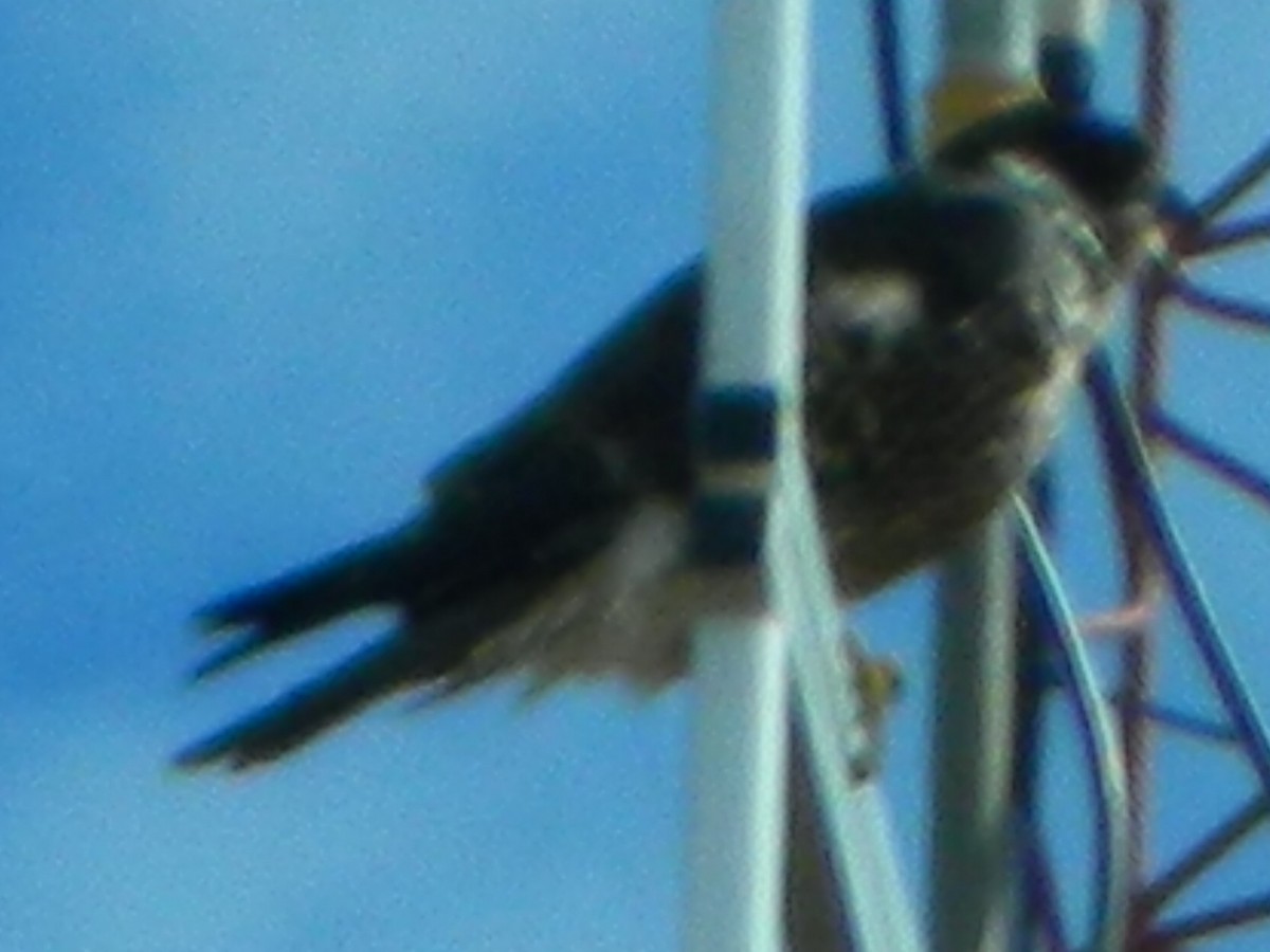 sokol stěhovavý - ML644437552