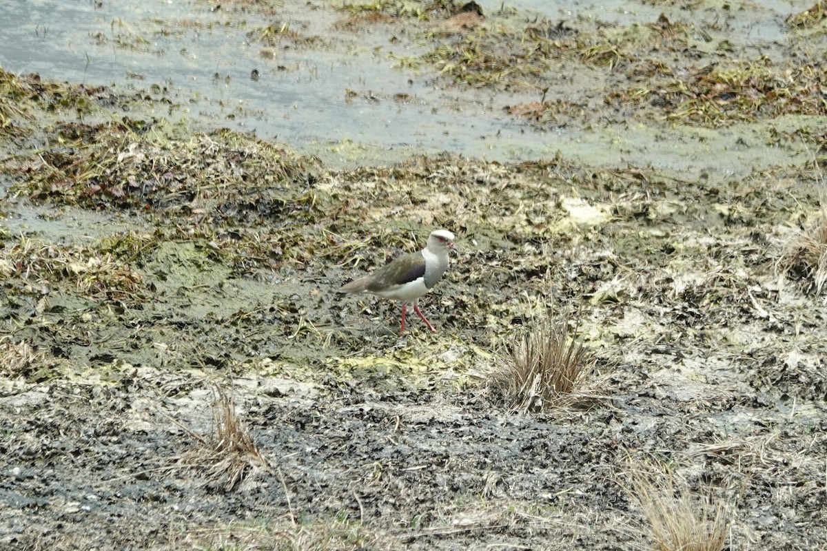 Andean Lapwing - ML644437564