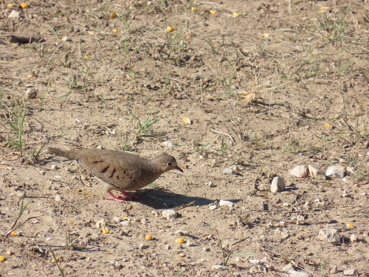 Common Ground Dove - ML644437566