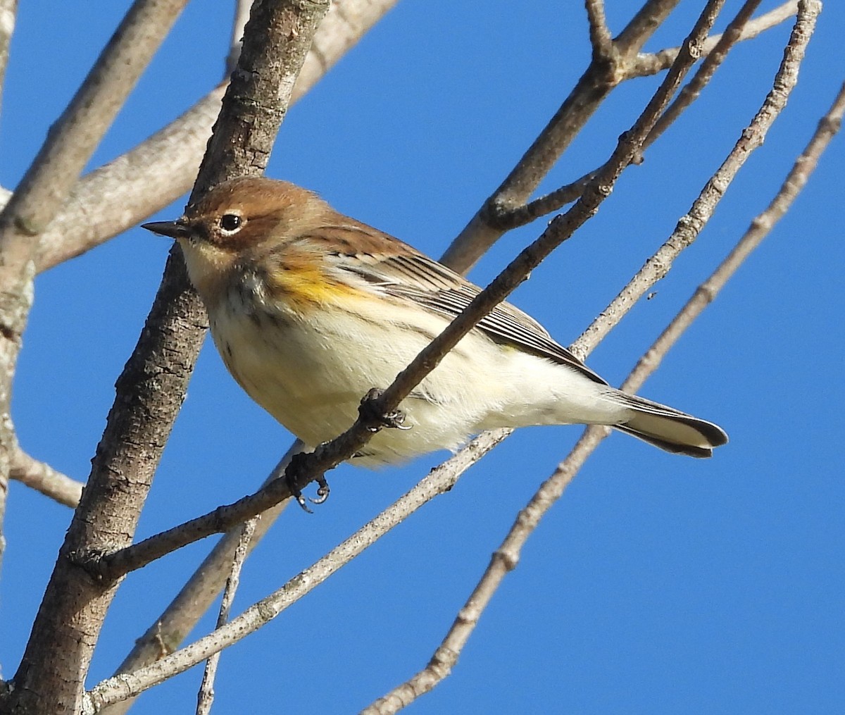 Yellow-rumped Warbler - ML644437592