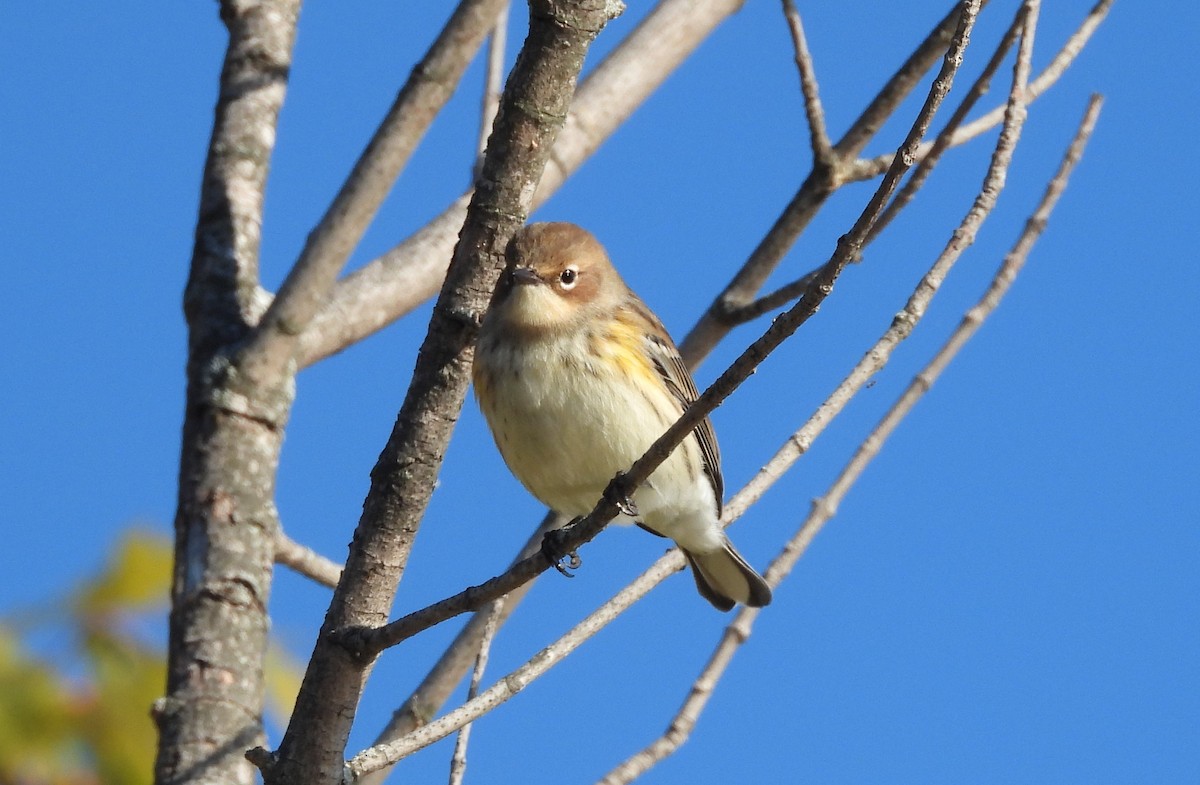 Yellow-rumped Warbler - ML644437593