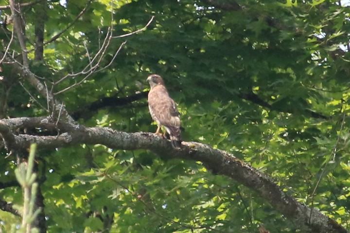 Broad-winged Hawk - ML644437596