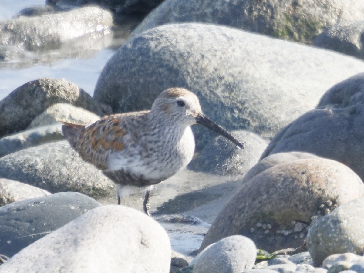 Alpenstrandläufer - ML644437608