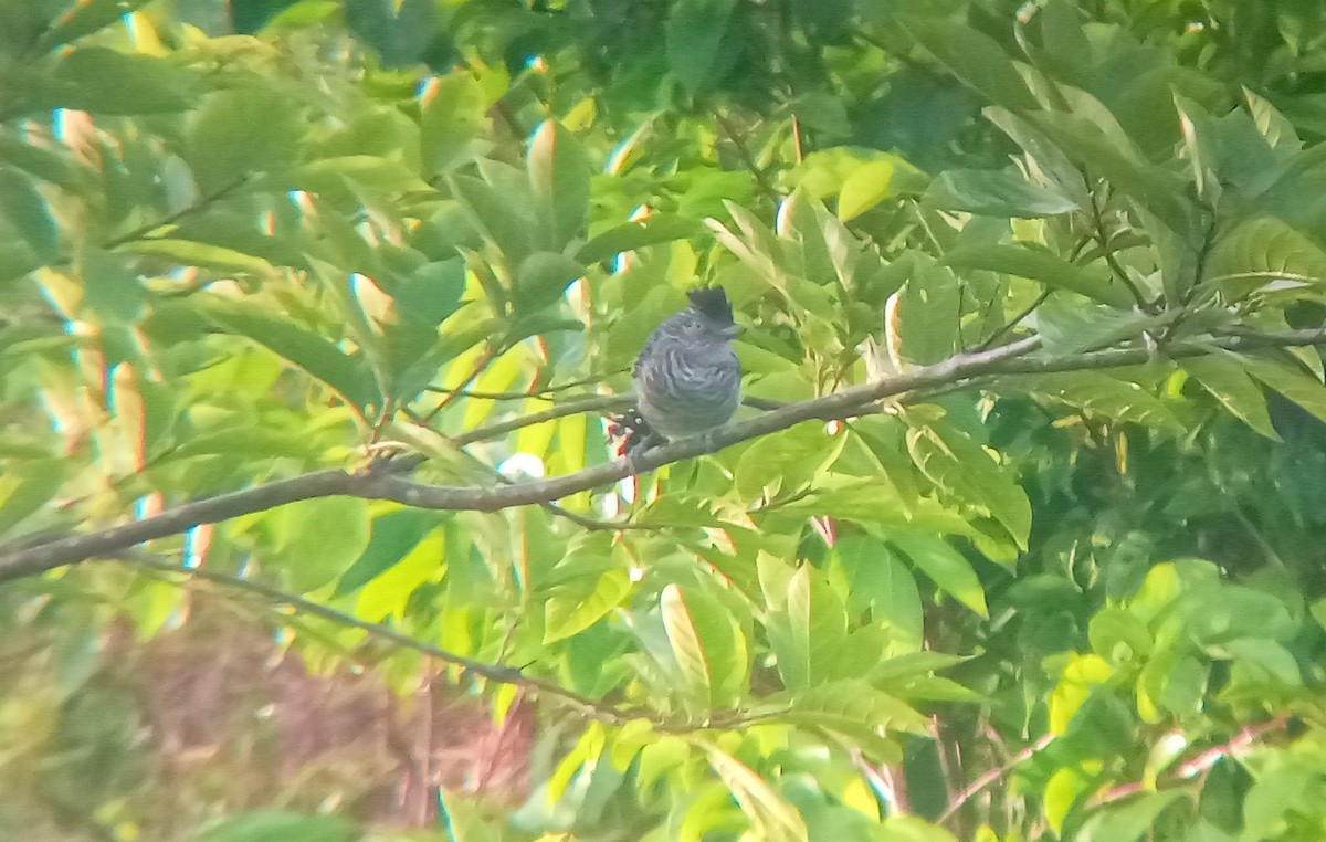 Barred Antshrike - ML644437613