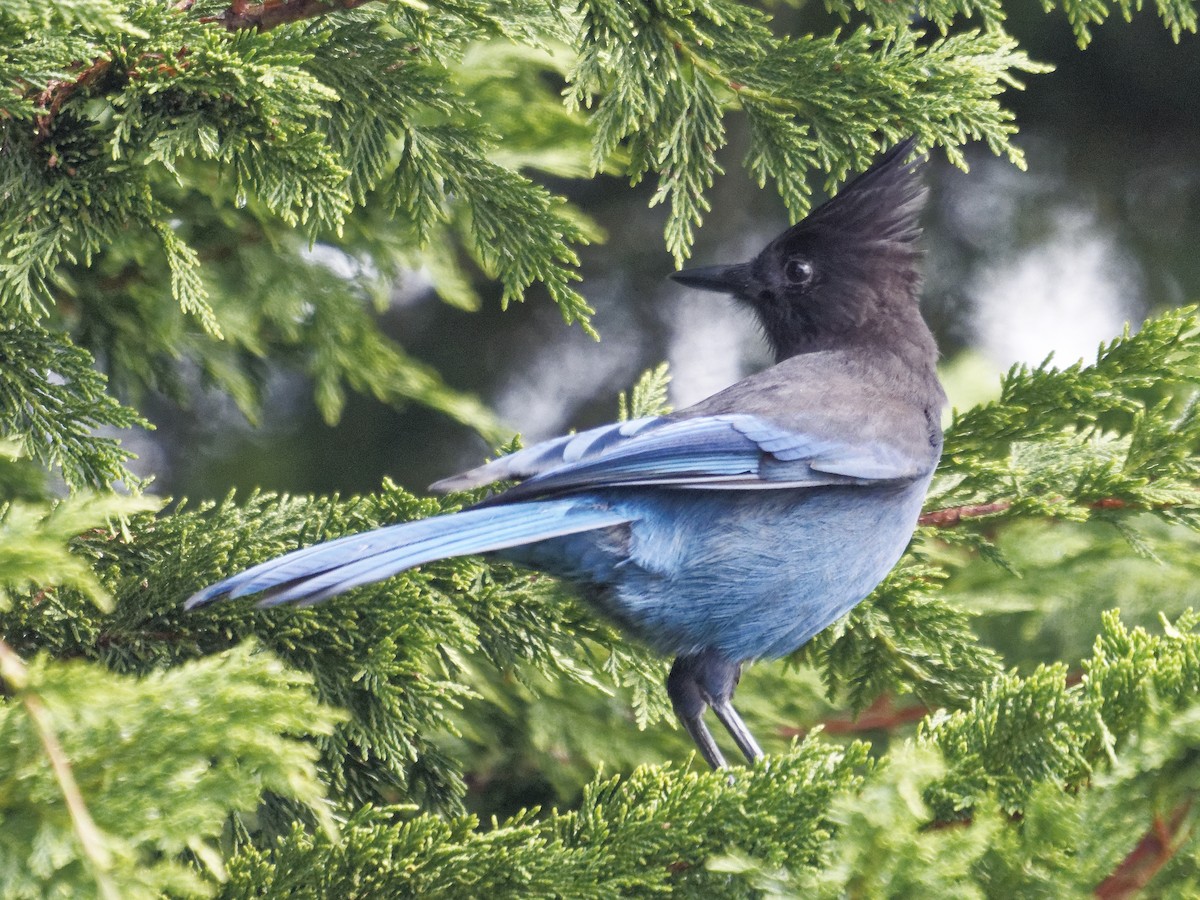 Steller's Jay - ML644437617
