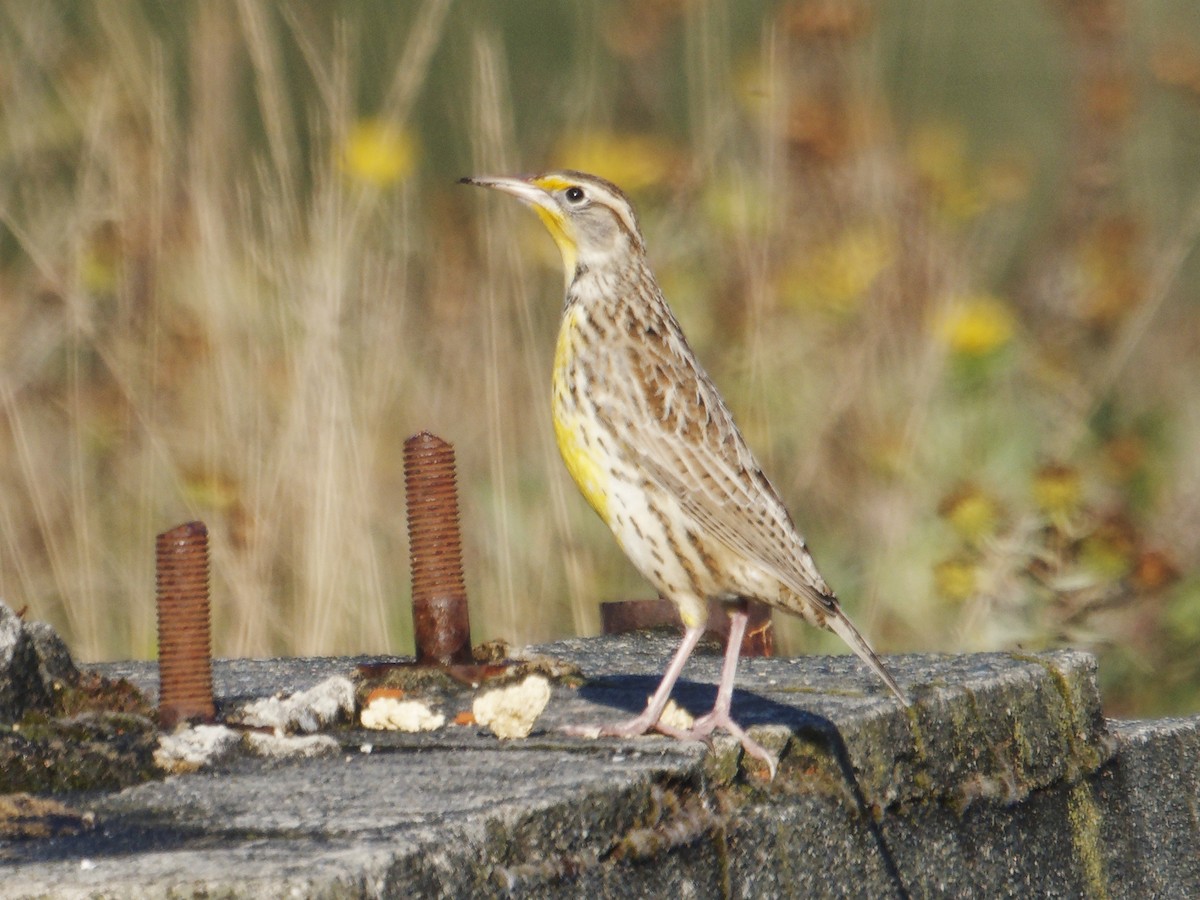 Western Meadowlark - ML644437627