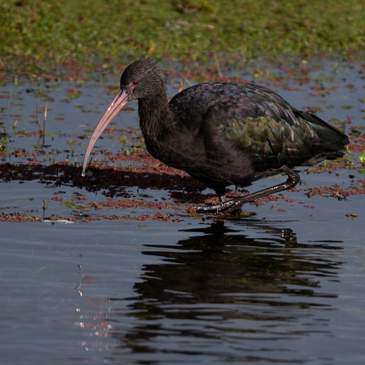 アンデスブロンズトキ - ML644437628