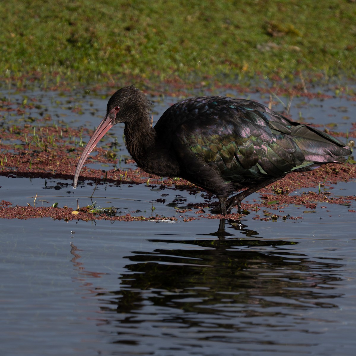 アンデスブロンズトキ - ML644437630