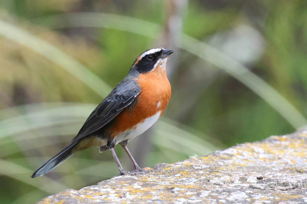 Black-and-rufous Warbling Finch - ML644437634