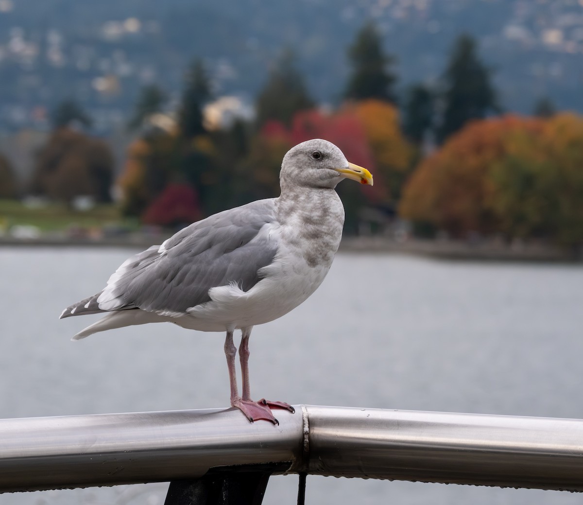 Glaucous-winged Gull - ML644437637