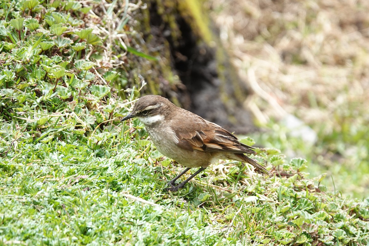 Chestnut-winged Cinclodes - ML644437639
