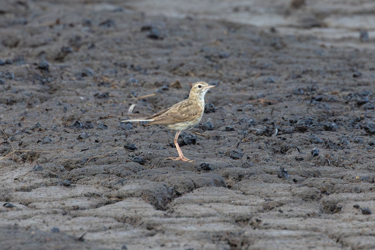 Australian Pipit - ML644437643