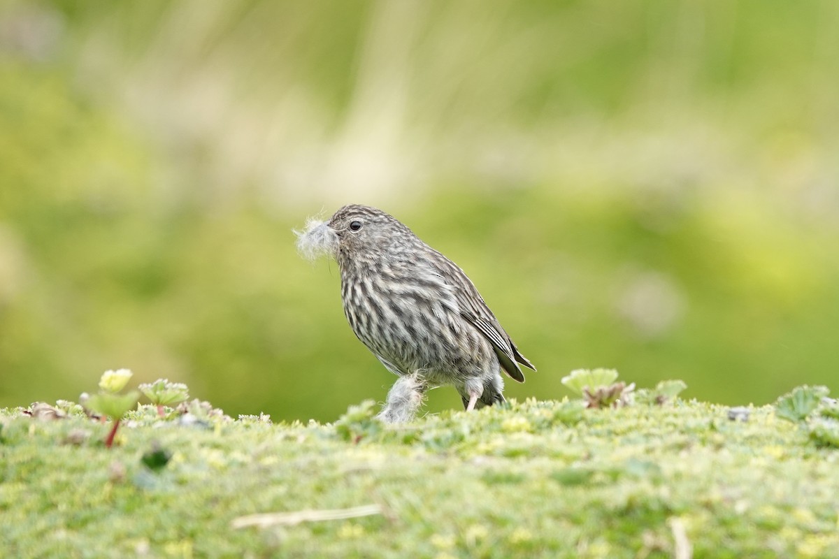 Plumbeous Sierra Finch - ML644437645