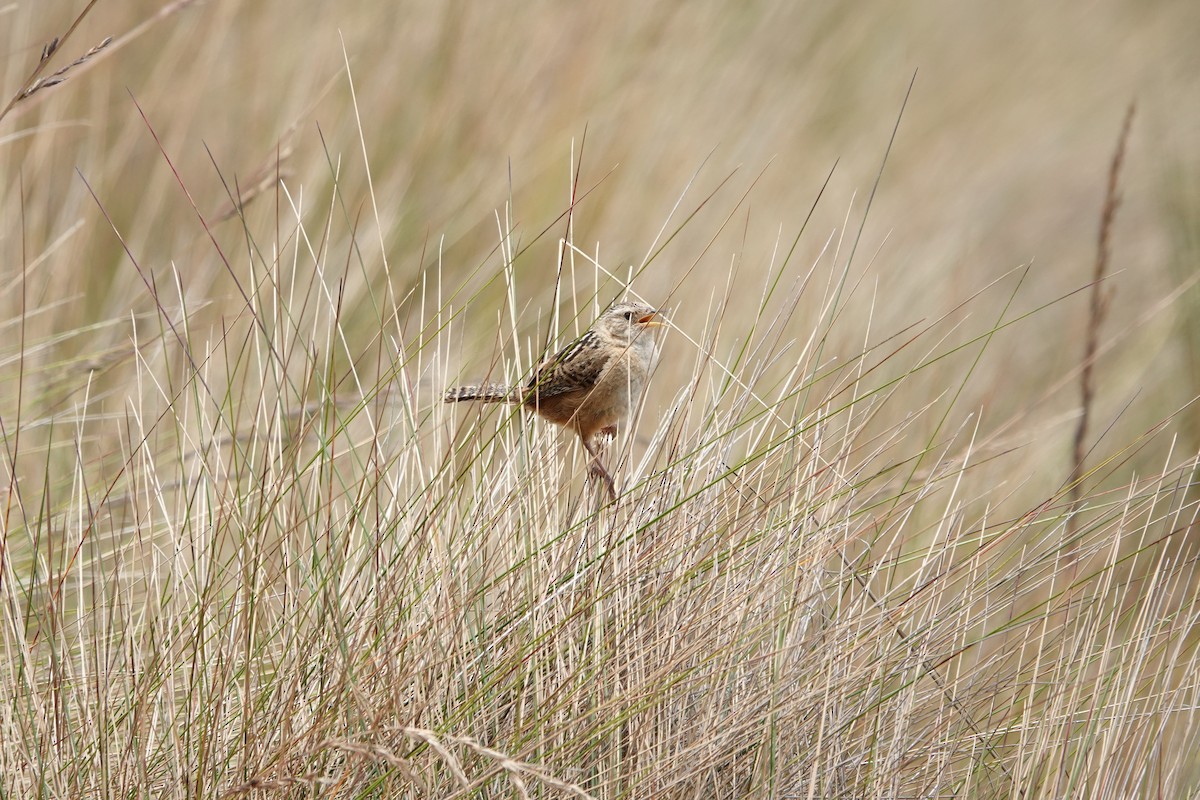 Травяной крапивник - ML644437647
