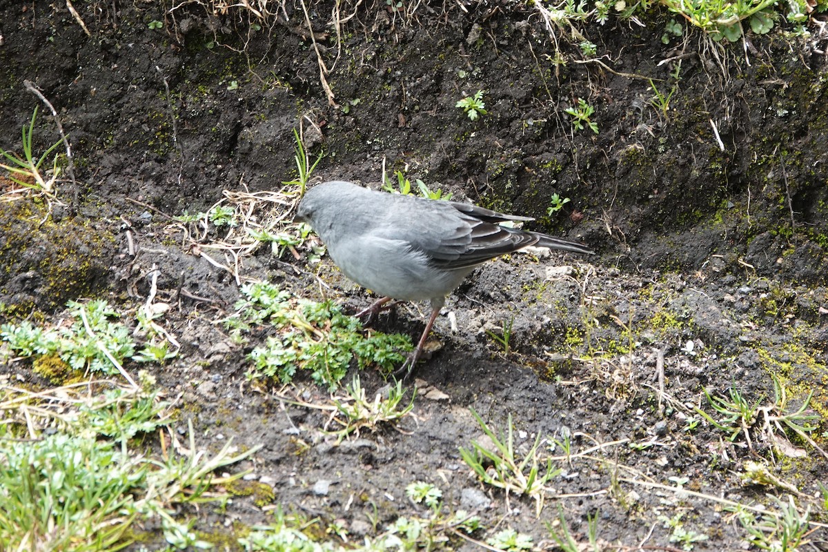 Plumbeous Sierra Finch - ML644437654