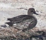 Нерозень - ML644437658