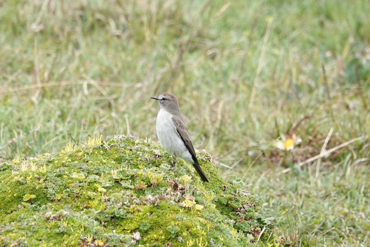 Plain-capped Ground-Tyrant - ML644437660