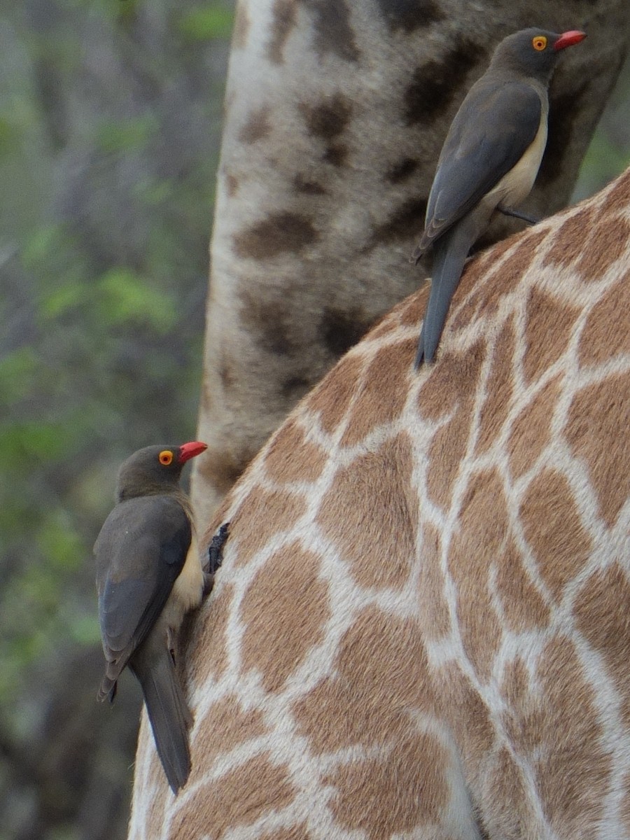 Red-billed Oxpecker - ML644437664