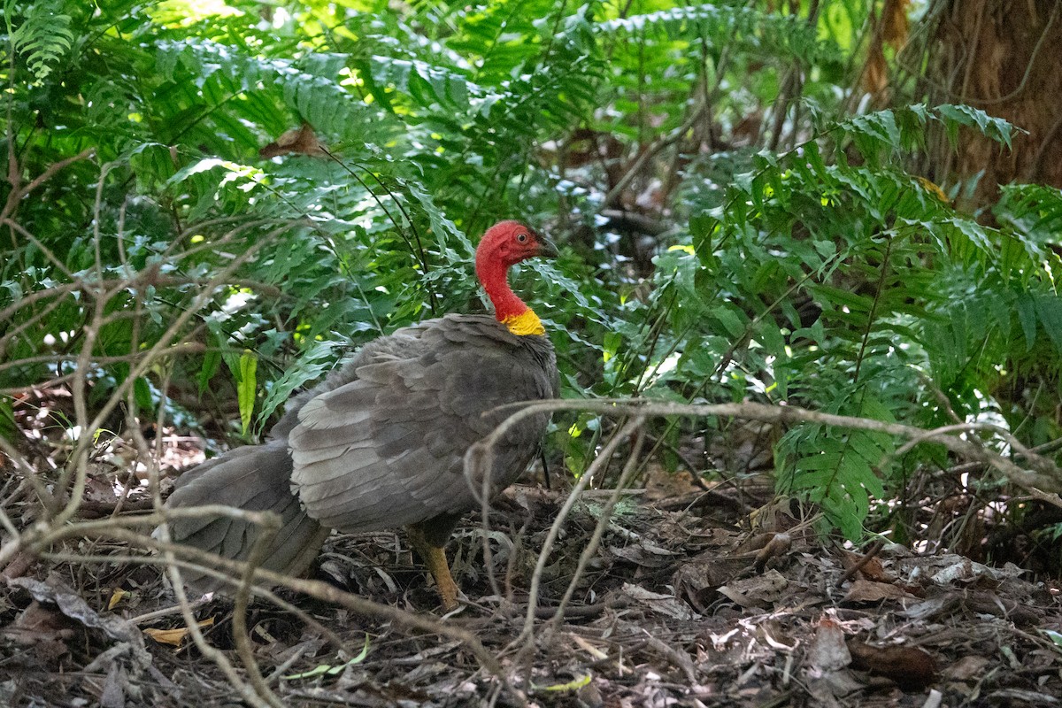 Australian Brushturkey - ML644437676