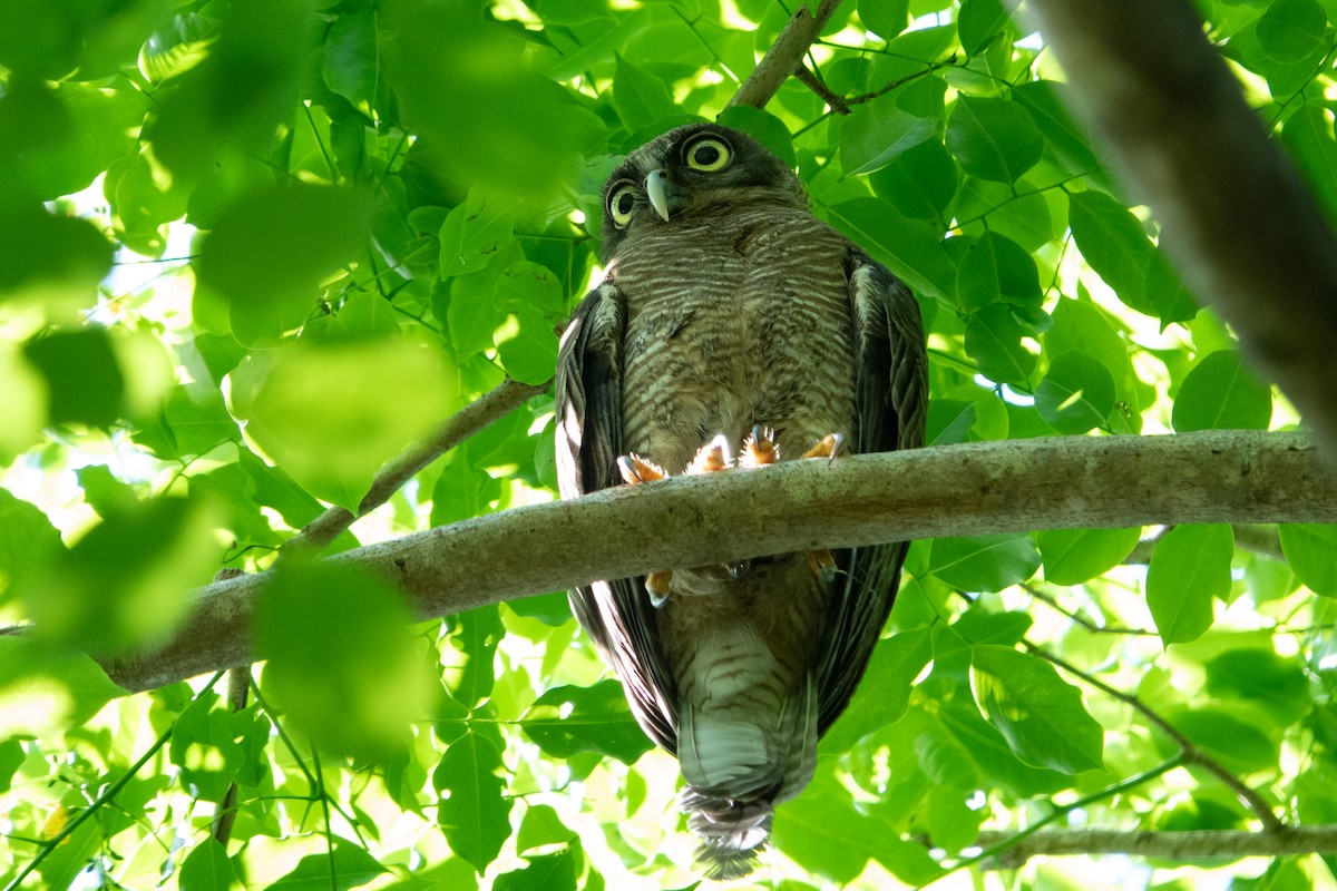 Rufous Owl - ML644437679
