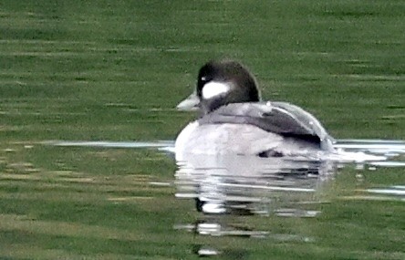 עבראש לבנוני - ML644437697
