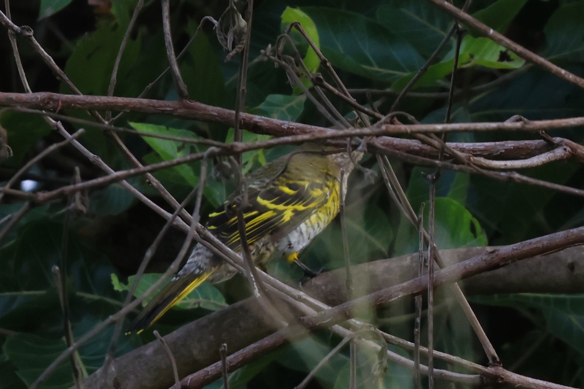 african cuckooshrike sp. - ML644437707