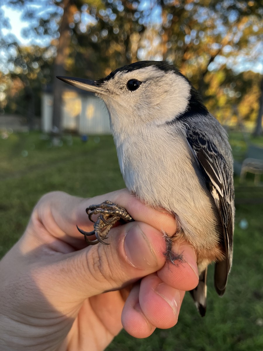 White-breasted Nuthatch - ML644437714