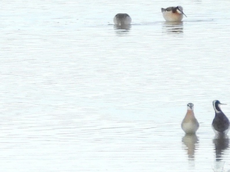 Wilsonwassertreter - ML644437730