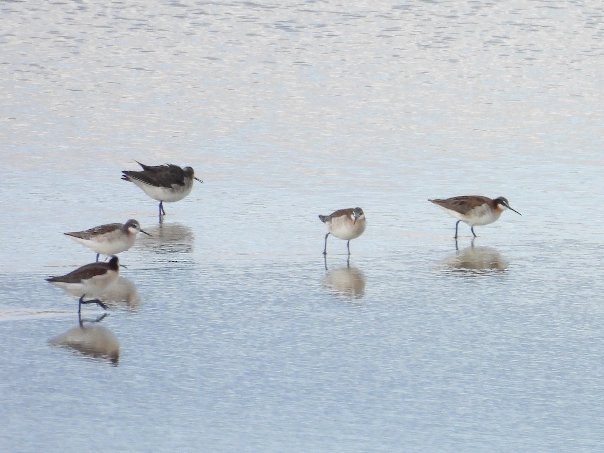 Wilsonwassertreter - ML644437732