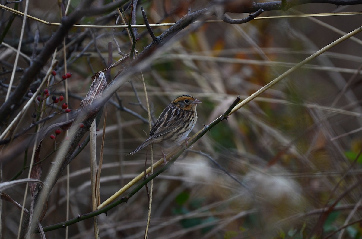 LeConte's Sparrow - ML644437741