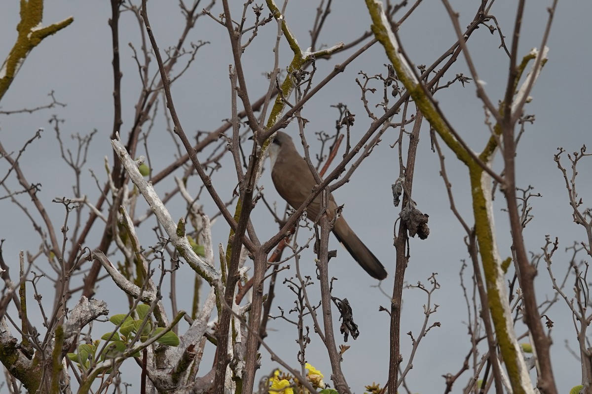 Coulicou de Vieillot - ML644437749