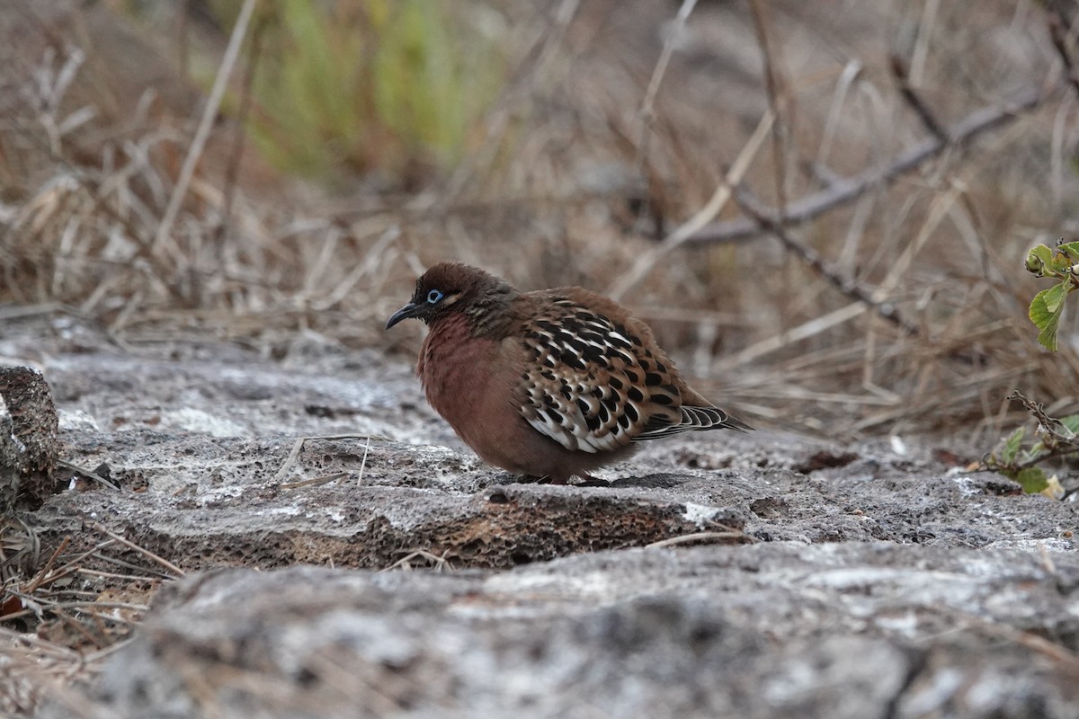 Zenaida de Galápagos - ML644437752