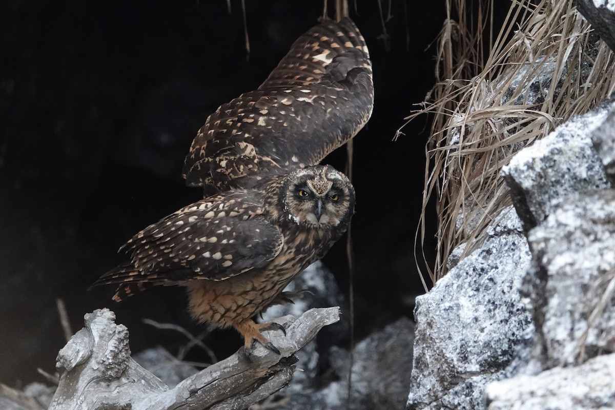 Short-eared Owl - ML644437756