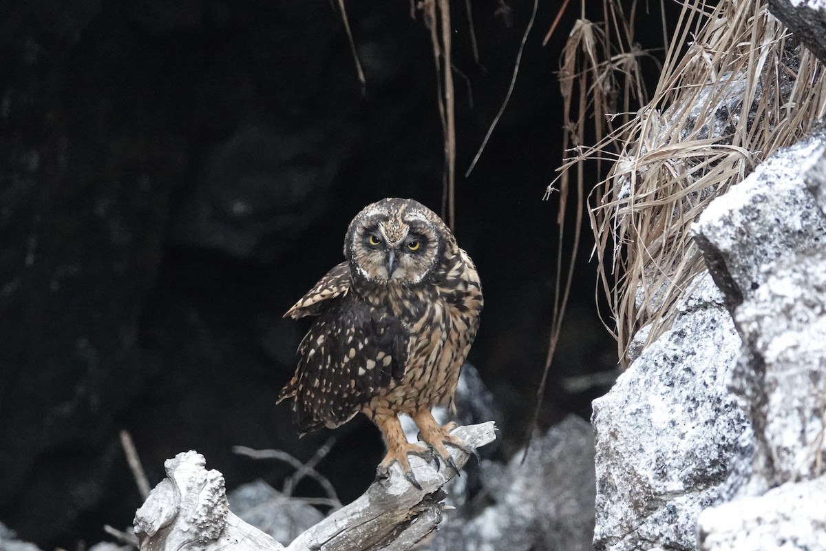 Short-eared Owl - ML644437757