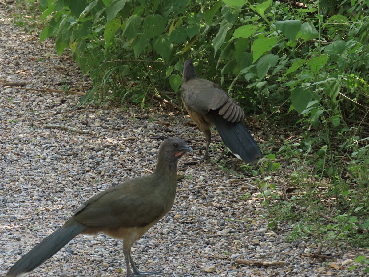 čačalaka obecná - ML644437758