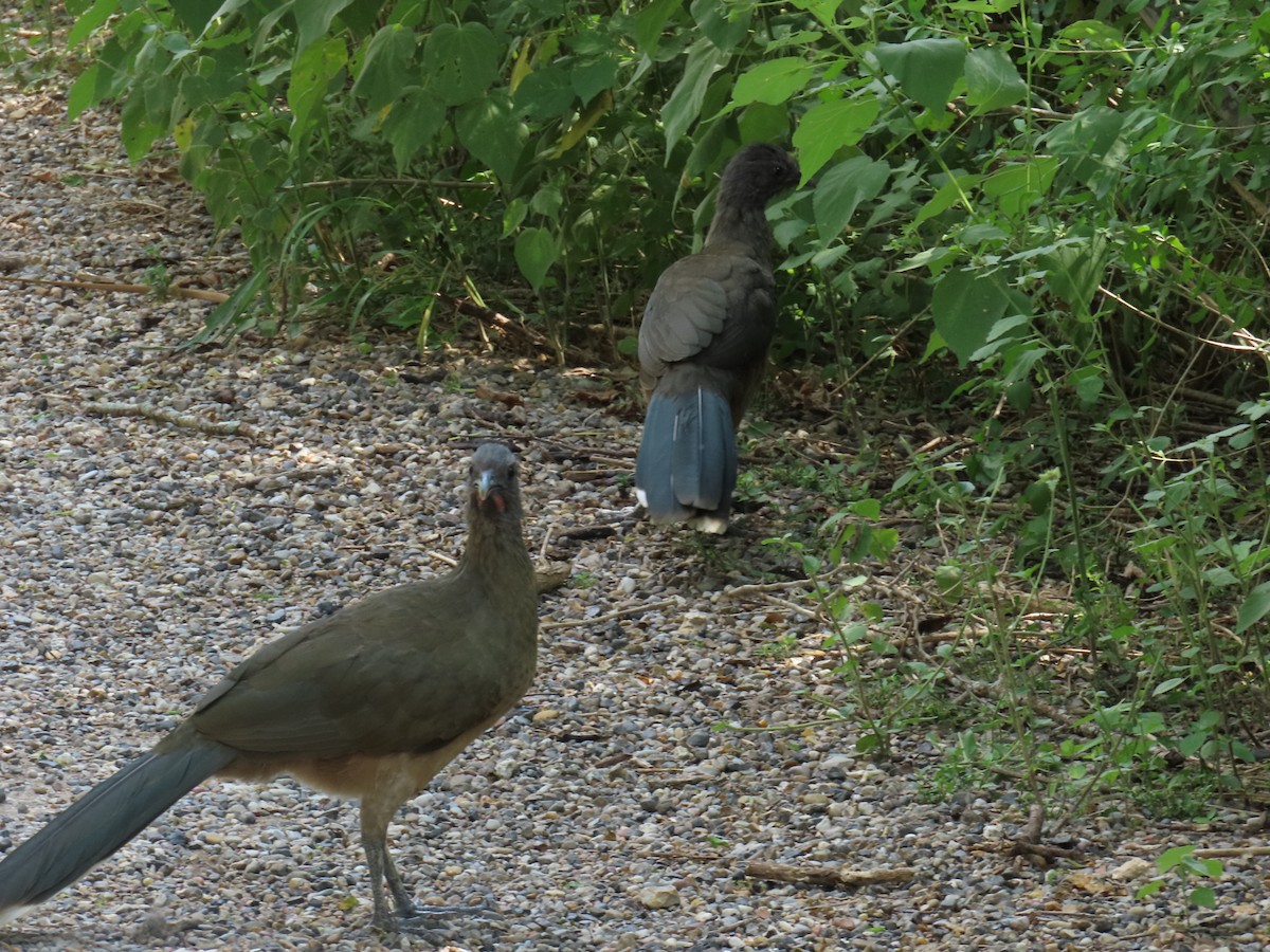 čačalaka obecná - ML644437759