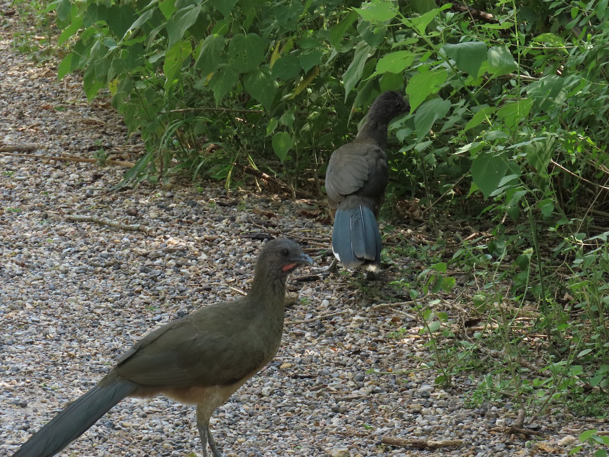 čačalaka obecná - ML644437760